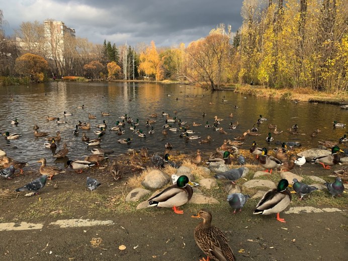 Осенний селезень кряквы