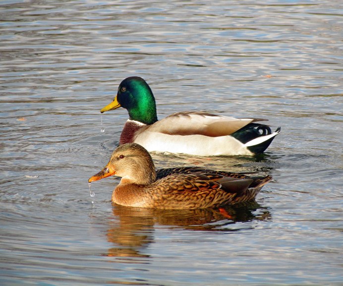 Утка фото для детей