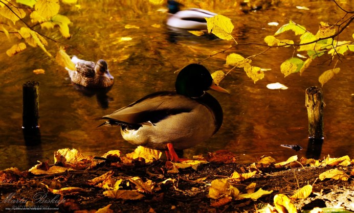 Утки на взлете фото