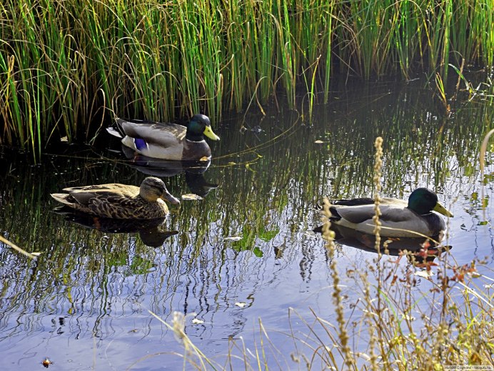 Пруд утки осень