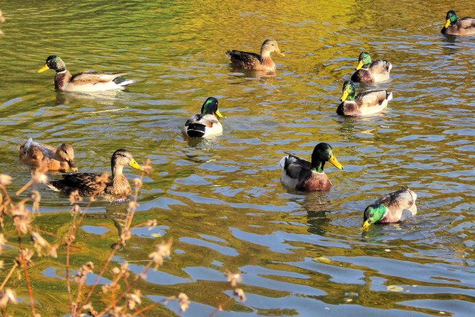 Уточки в пруду