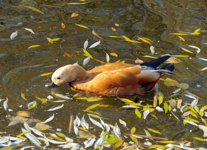 Охота осенью