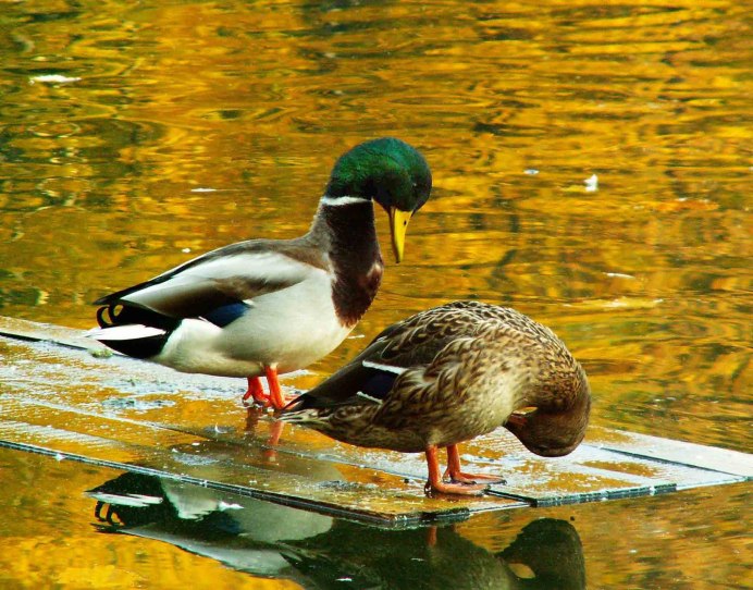 Астраханский заповедник птица кряква