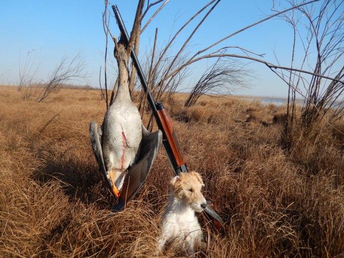 Осеннее озеро с утками