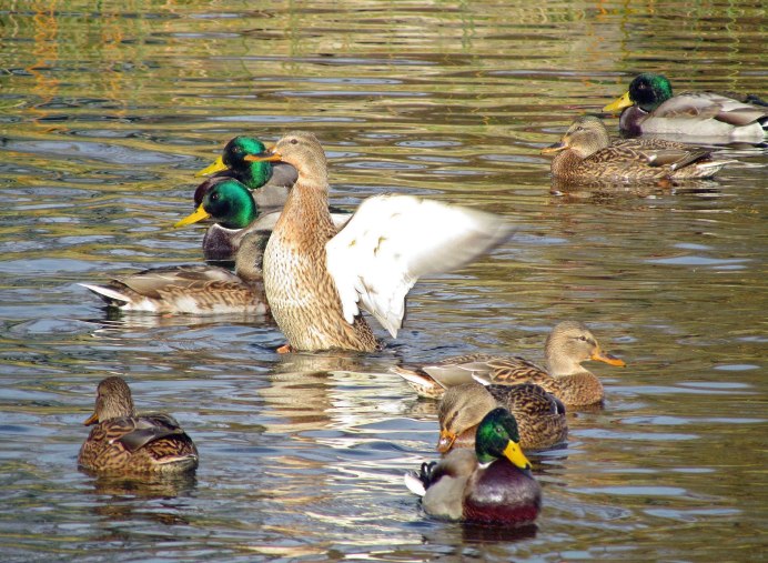 Селезень кряквы осенью