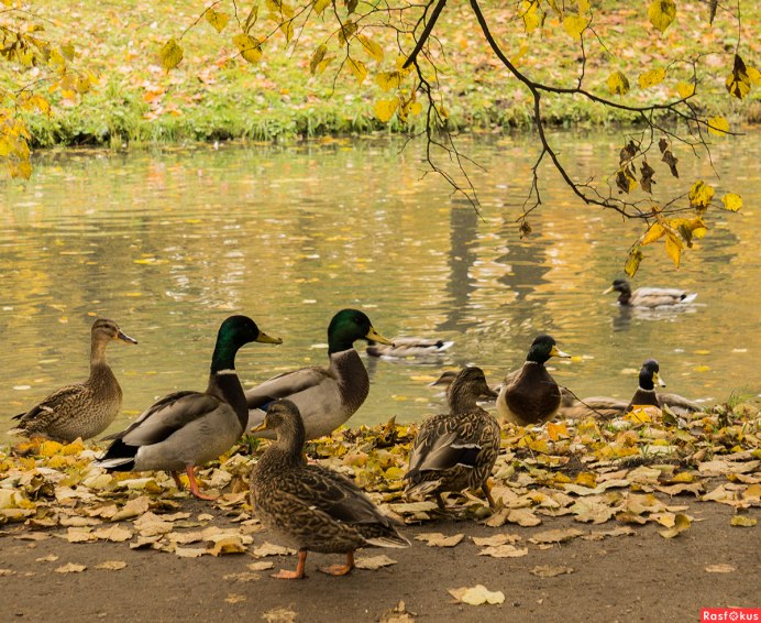 Павловский парк утки