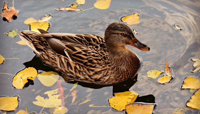 Осень утки монастырь фото