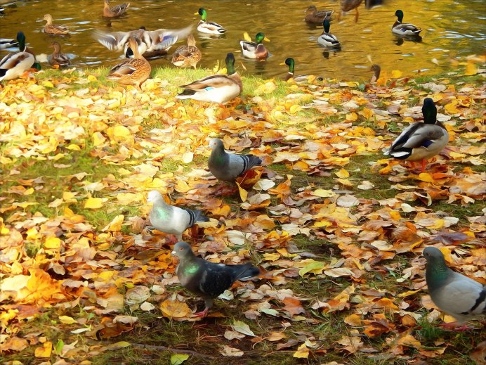 Утки фото высокого разрешения