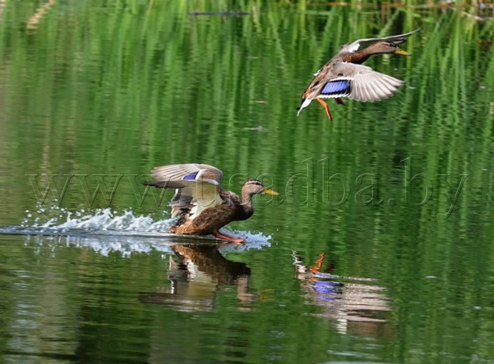 Кряква с выводком