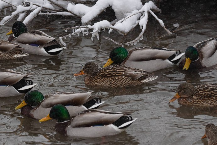 Селезень утки кряквы