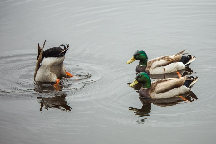 Перелётные утка-кряква