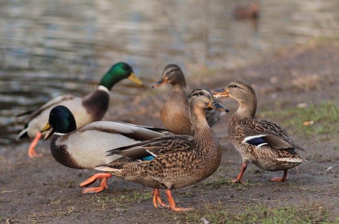 Утки в дендропарке ЕКБ