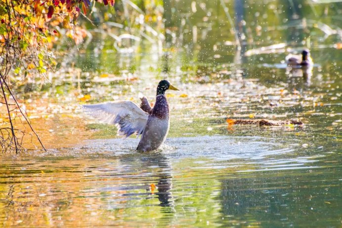 Пруд утки осень