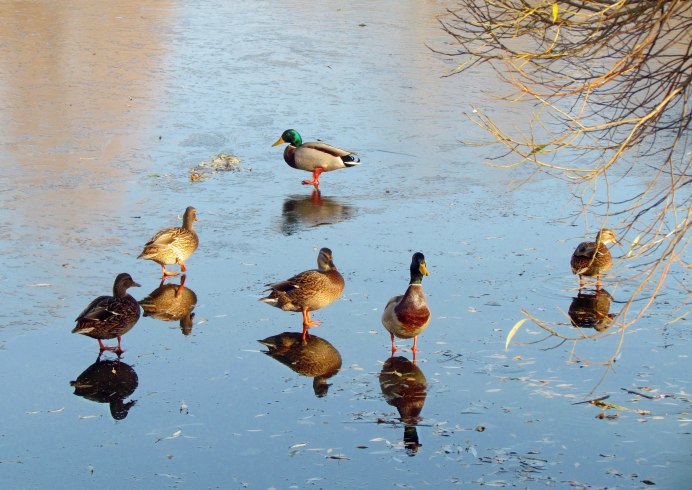 Стая диких уток