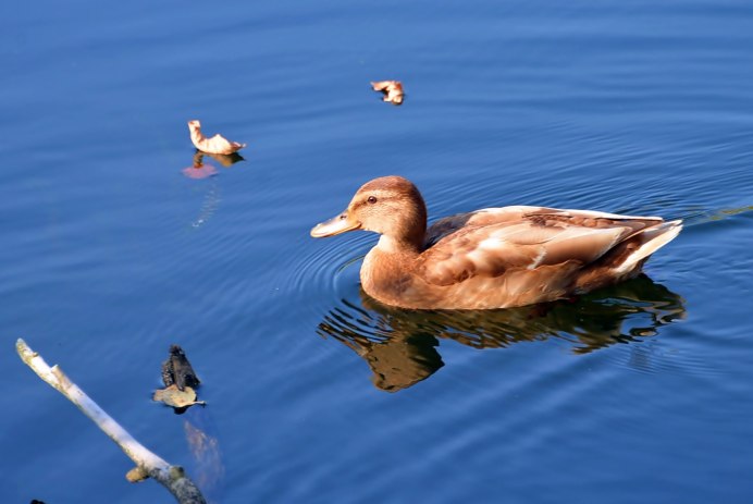 Домашние утки осенью