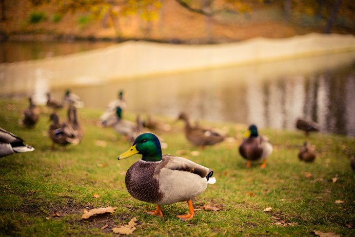 Кряква осенью