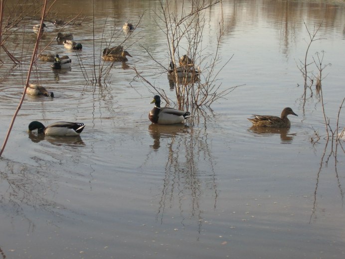 Охота на уток