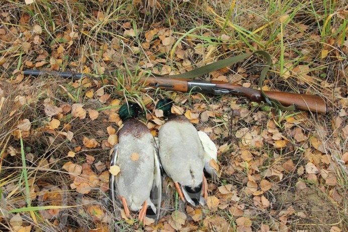 Весенняя охота на селезня