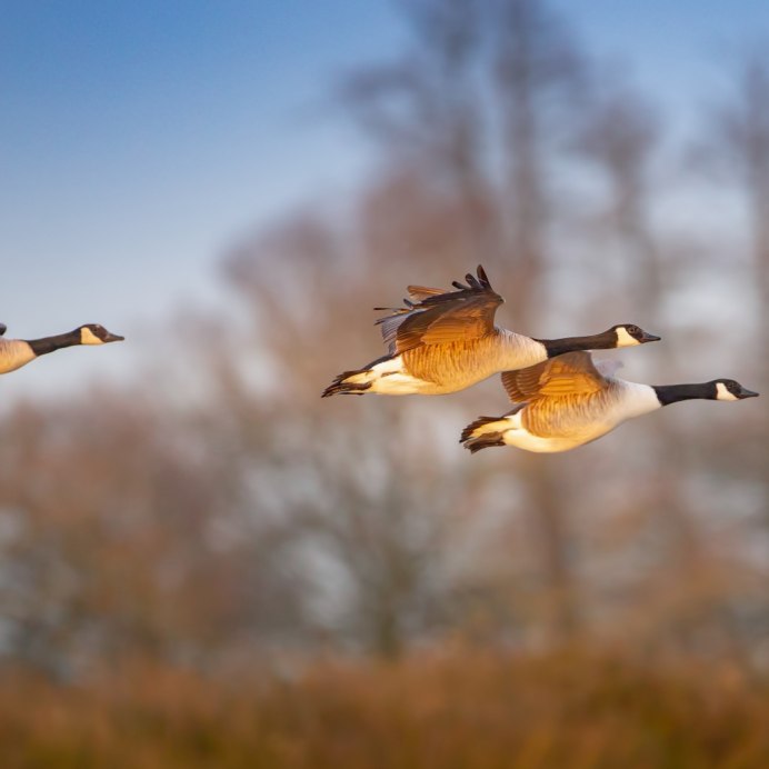 Охота на утку