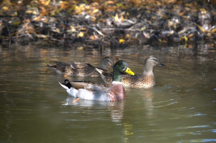 Птицыздороваются фото