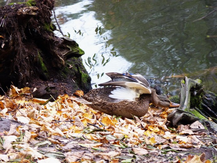 Дикие утки с утятами на дачных участках