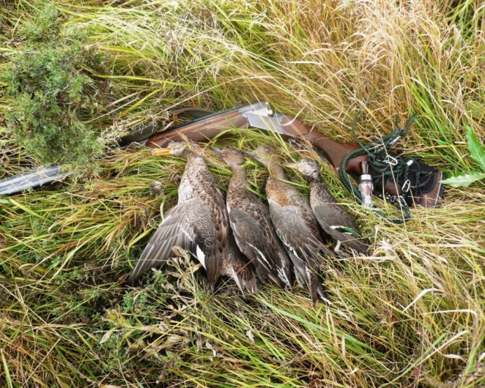 Утки охота