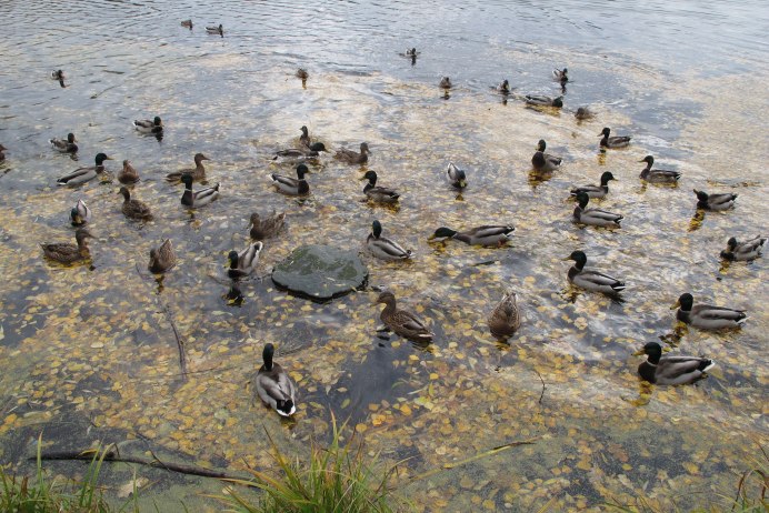 Кряква цвета