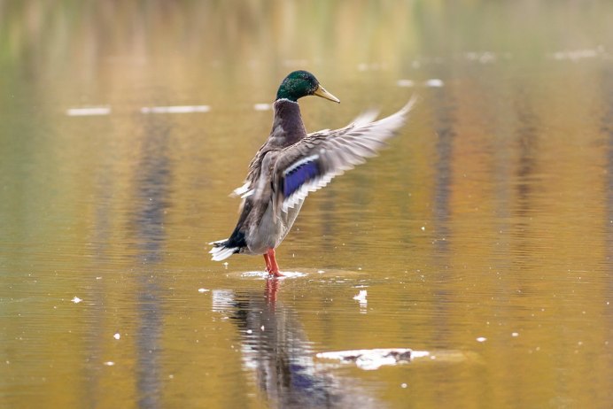 Осенний селезень кряквы