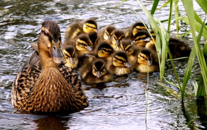 Утки улетают на Юг