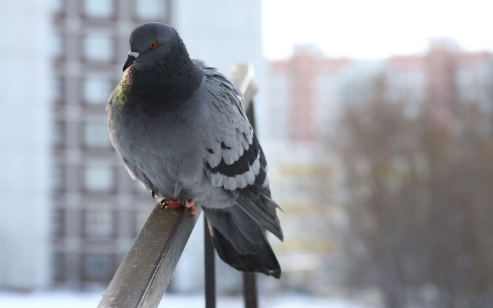 Голубь подросток