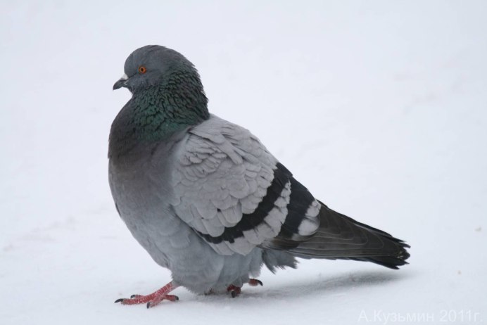 Канарский голубь