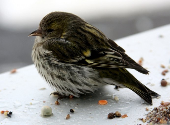Чиж (Carduelis Spinus)