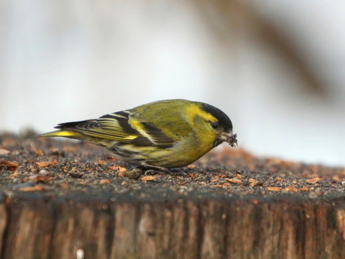 Goldfinch птенец