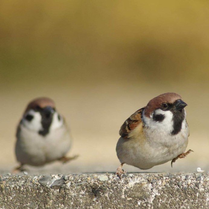 Милые воробьи Дружба