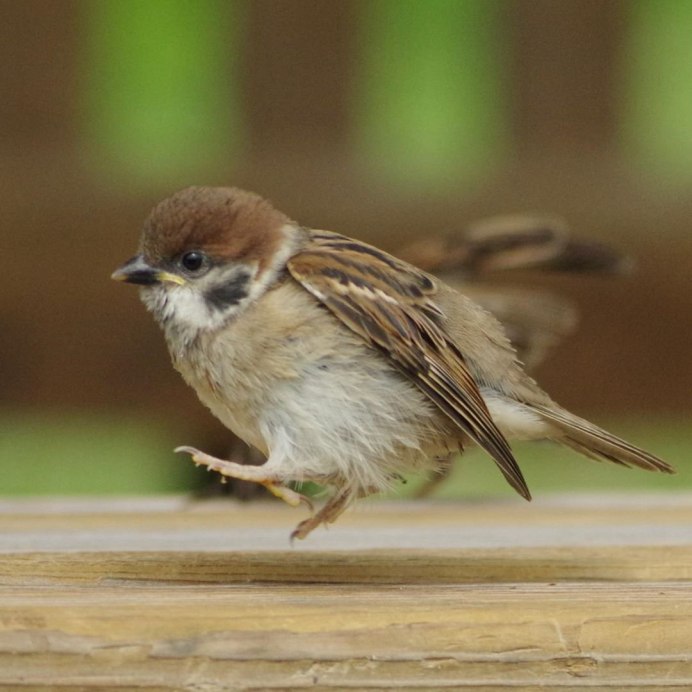 Милые птички