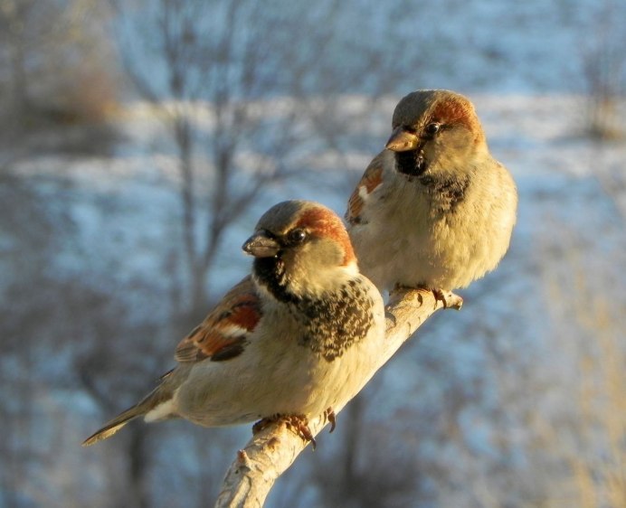 Маленький Воробушек