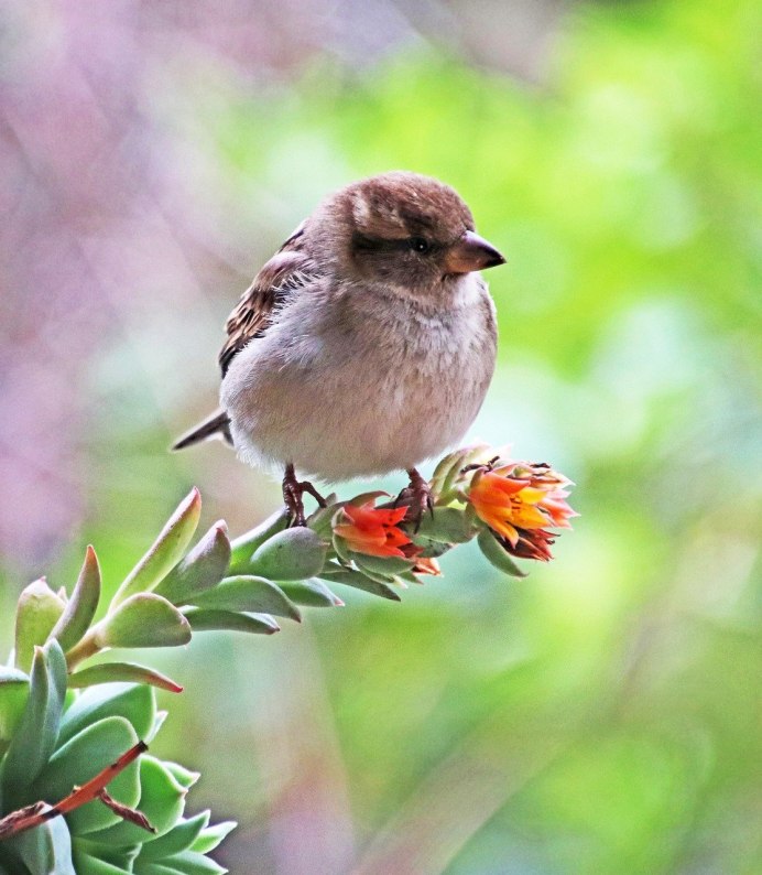 Милые воробьи