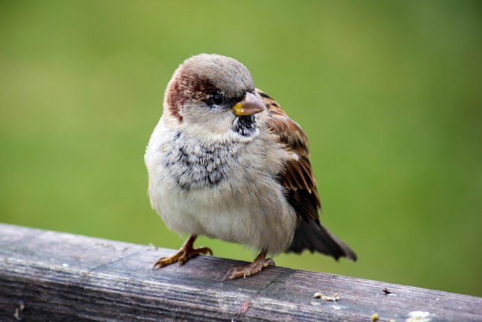 Пушистый Воробей