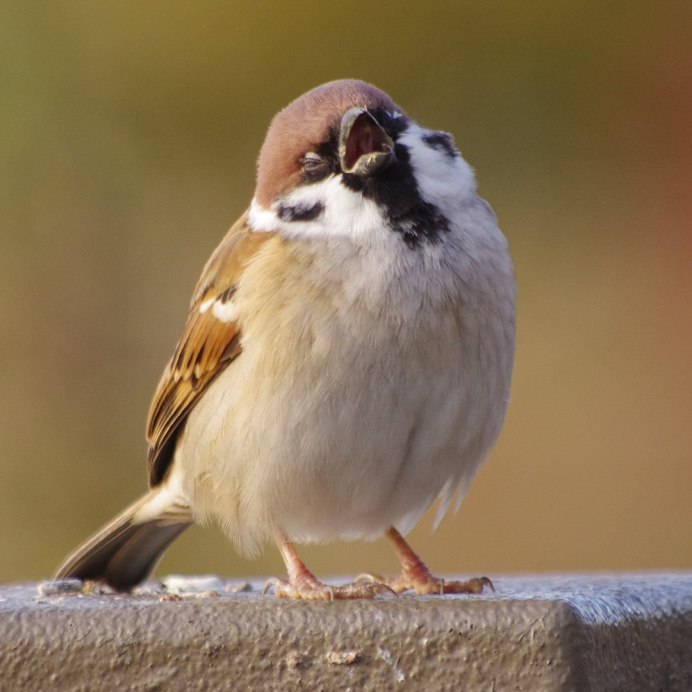 Красивые воробушки