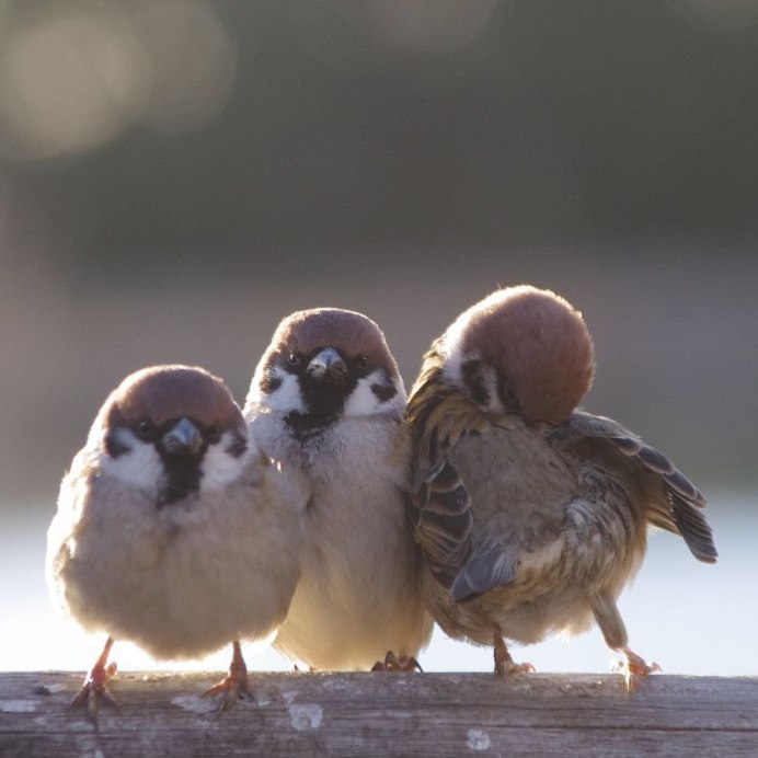 Два воробья