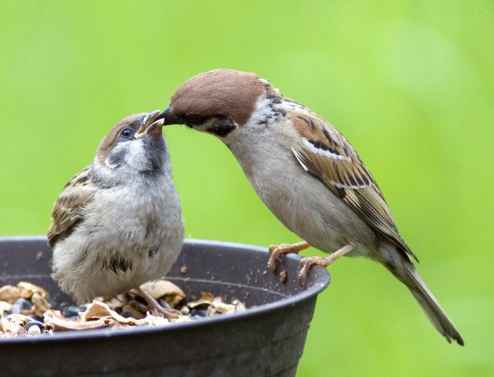 Окрас воробья
