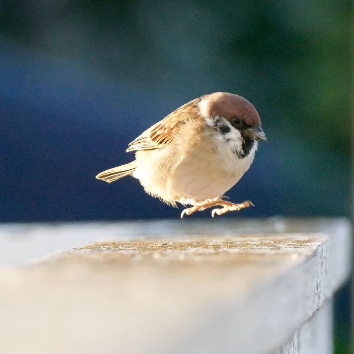 Смешной Воробушек