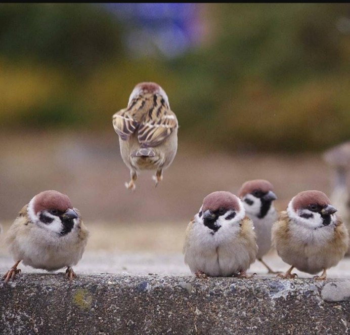 Золотистый Воробей