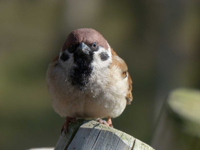 Смешной Воробей