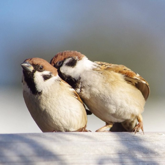 Воробьи любовь