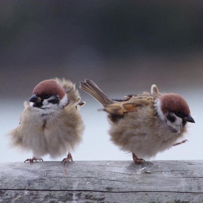 Воробей фото