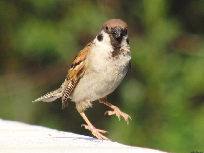 Милый Воробей