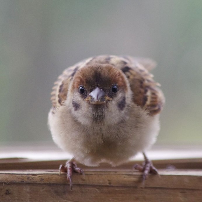 Африканский Воробей