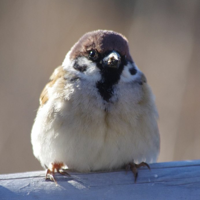 Жирный Воробей