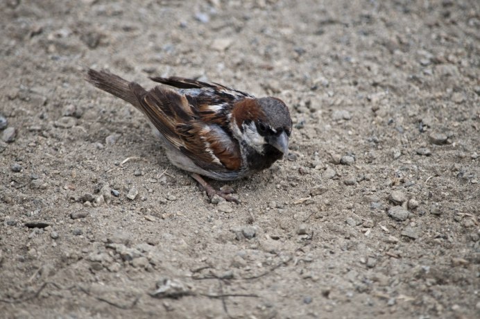 Смешной Воробушек